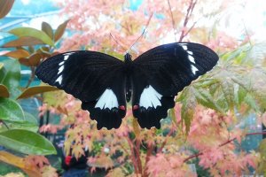 Photo From Gold Coast Butterflies Photo From Gold Coast Butterflies